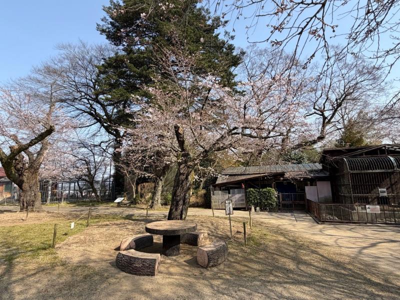 ソメイヨシノ